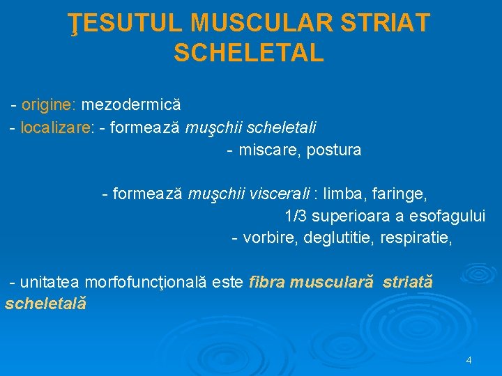 ŢESUTUL MUSCULAR STRIAT SCHELETAL - origine: mezodermică - localizare: - formează muşchii scheletali -