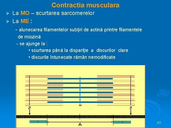 Contractia musculara La MO – scurtarea sarcomerelor Ø La ME : - alunecarea filamentelor