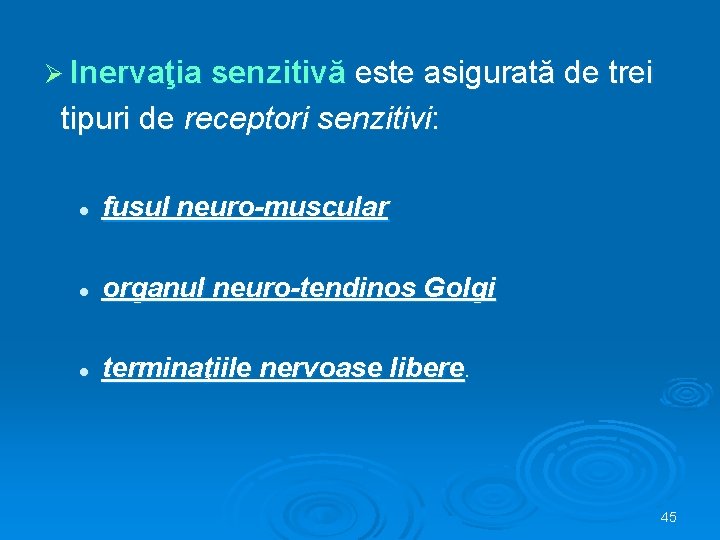 Ø Inervaţia senzitivă este asigurată de trei tipuri de receptori senzitivi: l fusul neuro-muscular