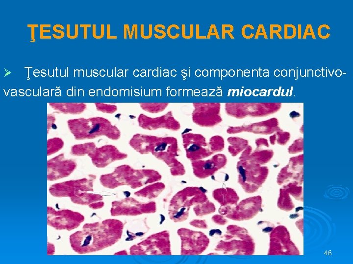 ŢESUTUL MUSCULAR CARDIAC Ţesutul muscular cardiac şi componenta conjunctivovasculară din endomisium formează miocardul. Ø