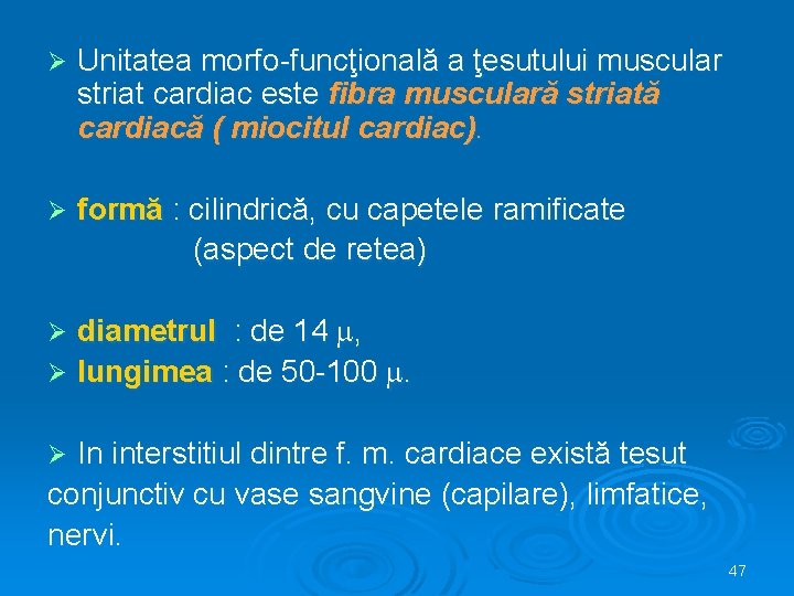 Ø Unitatea morfo-funcţională a ţesutului muscular striat cardiac este fibra musculară striată cardiacă (