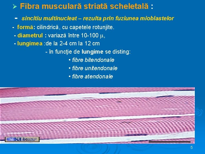 Ø Fibra musculară striată scheletală : - sincitiu multinucleat – rezulta prin fuziunea mioblastelor