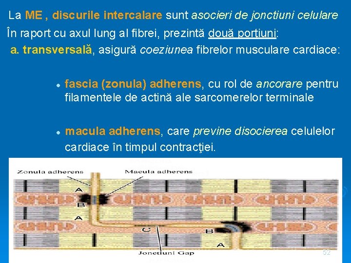 La ME , discurile intercalare sunt asocieri de jonctiuni celulare În raport cu axul