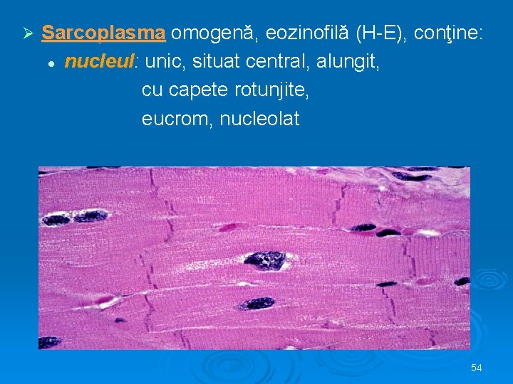 Ø Sarcoplasma omogenă, eozinofilă (H-E), conţine: l nucleul: unic, situat central, alungit, cu capete