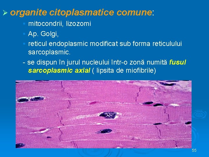 Ø organite citoplasmatice comune: • • • mitocondrii, lizozomi Ap. Golgi, reticul endoplasmic modificat