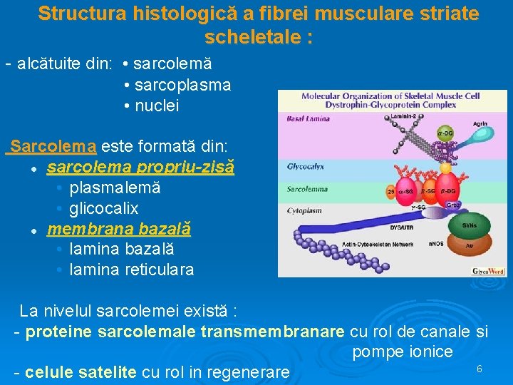 Structura histologică a fibrei musculare striate scheletale : - alcătuite din: • sarcolemă •