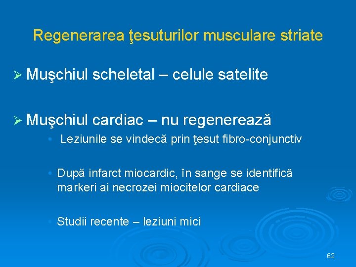 Regenerarea ţesuturilor musculare striate Ø Muşchiul scheletal – celule satelite Ø Muşchiul cardiac –