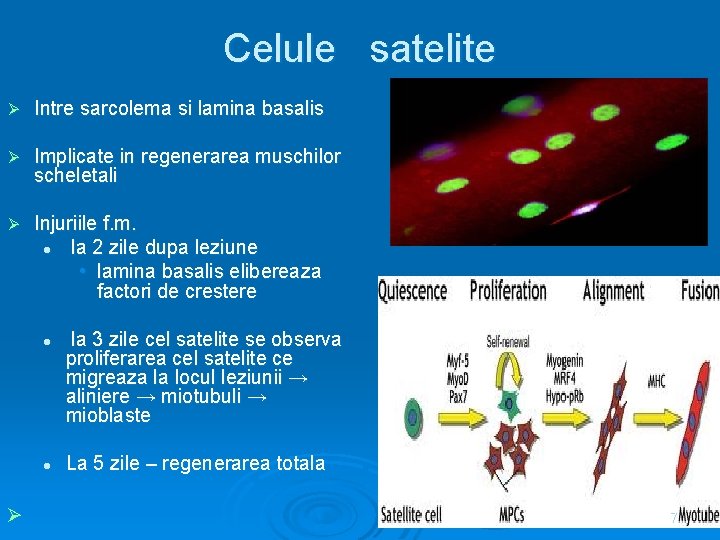 Celule satelite Ø Intre sarcolema si lamina basalis Ø Implicate in regenerarea muschilor scheletali