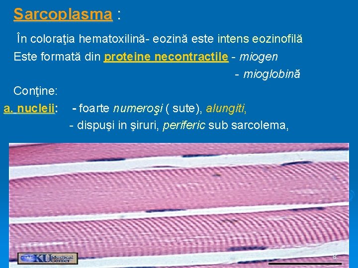 Sarcoplasma : În coloraţia hematoxilină- eozină este intens eozinofilă Este formată din proteine necontractile