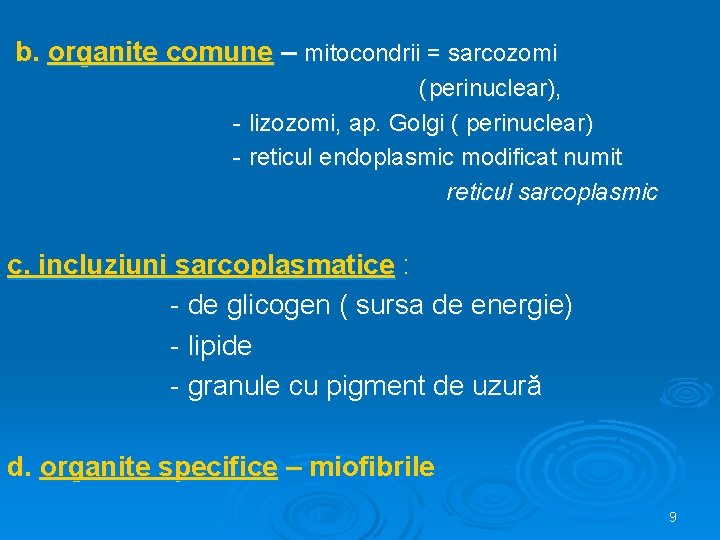 b. organite comune – mitocondrii = sarcozomi ( perinuclear), - lizozomi, ap. Golgi (