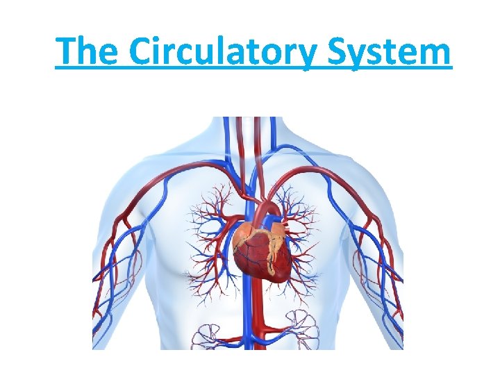 The Circulatory System 