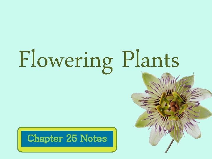 Flowering Plants Chapter 25 Notes 