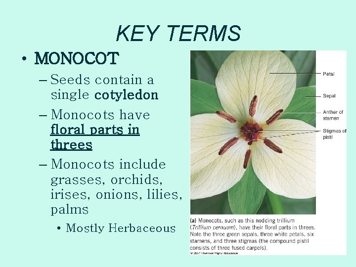 KEY TERMS • MONOCOT – Seeds contain a single cotyledon – Monocots have floral