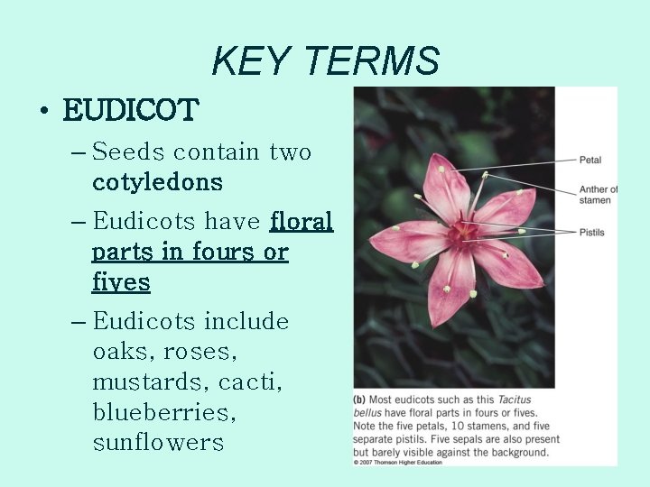 KEY TERMS • EUDICOT – Seeds contain two cotyledons – Eudicots have floral parts