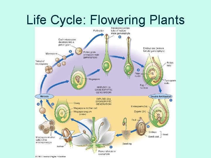 Life Cycle: Flowering Plants 