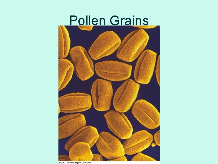 Pollen Grains 