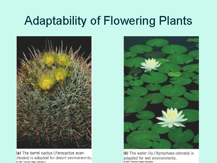 Adaptability of Flowering Plants 