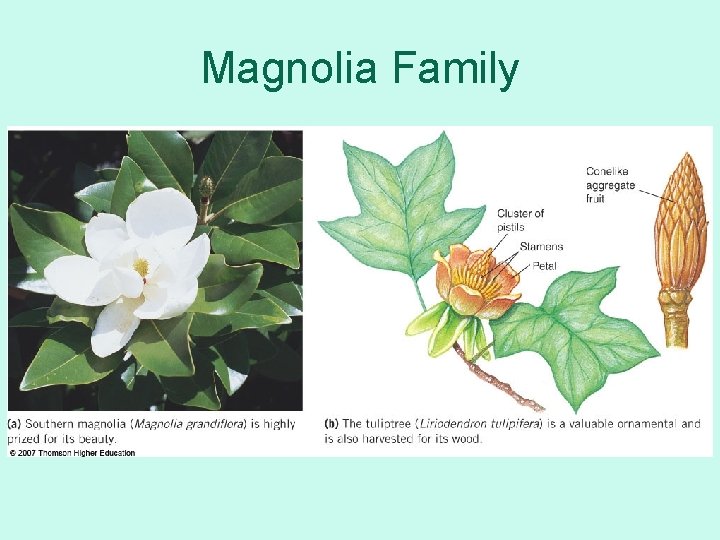 Magnolia Family 