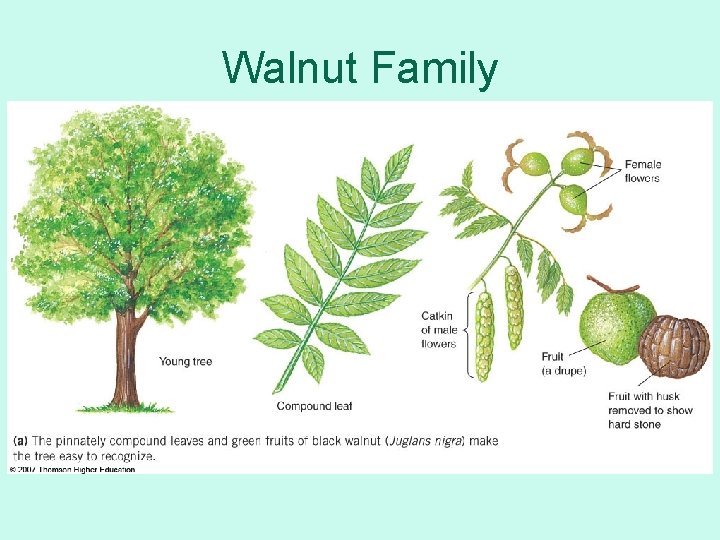 Walnut Family 