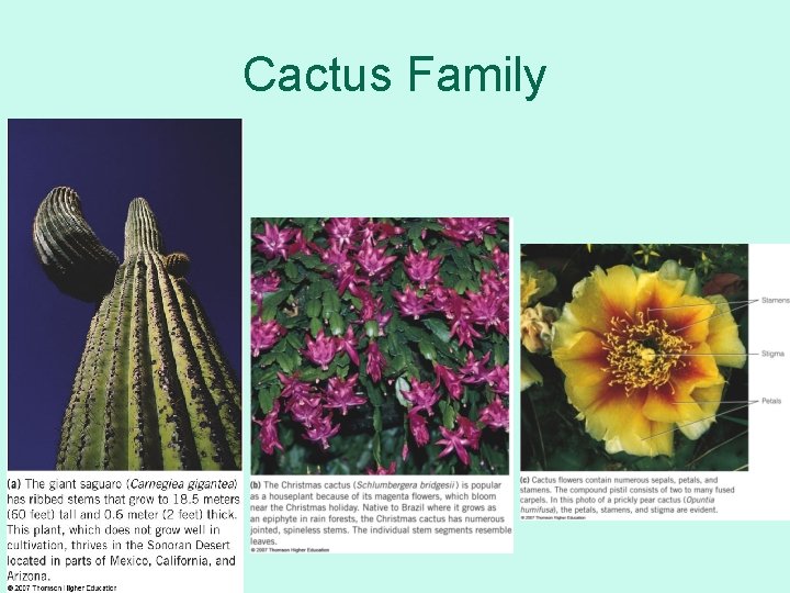 Cactus Family 
