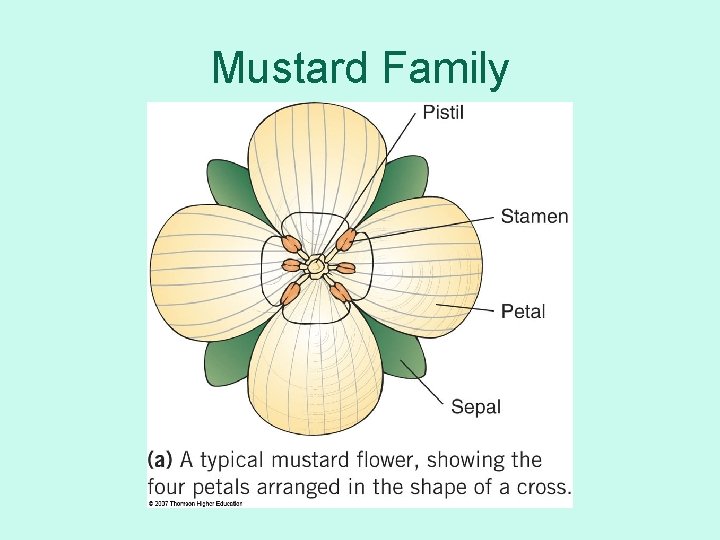 Mustard Family 