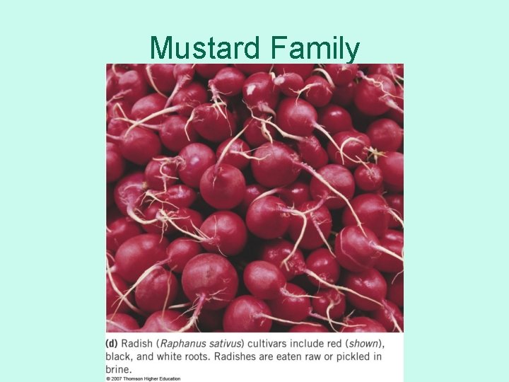 Mustard Family 