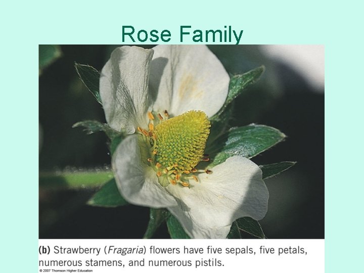 Rose Family 