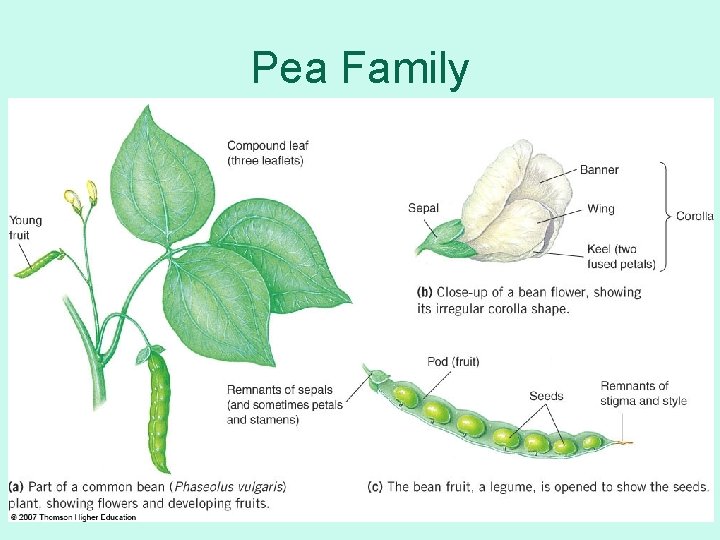 Pea Family 