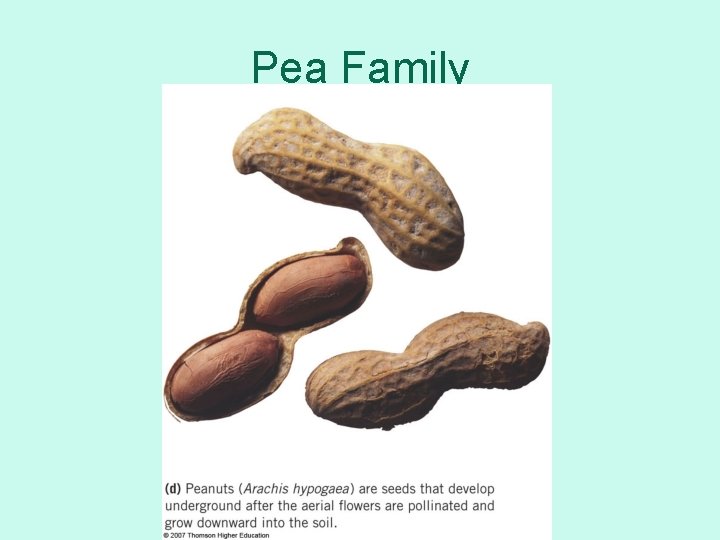 Pea Family 