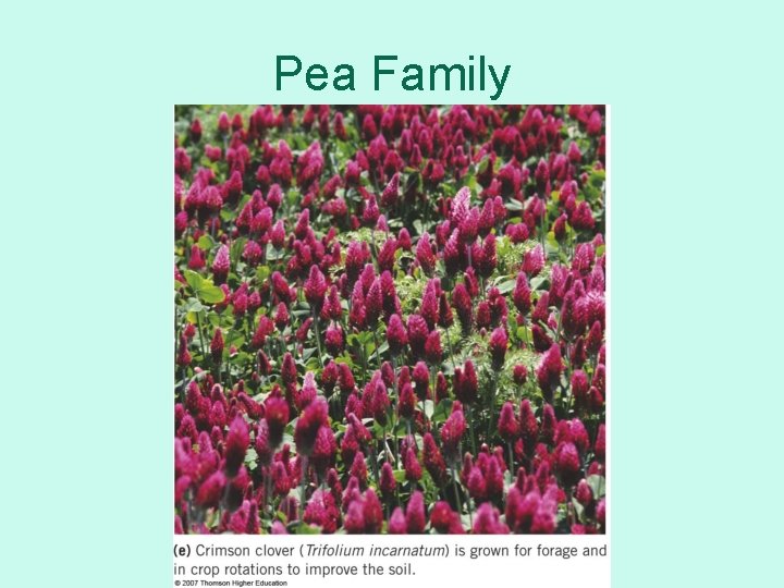 Pea Family 