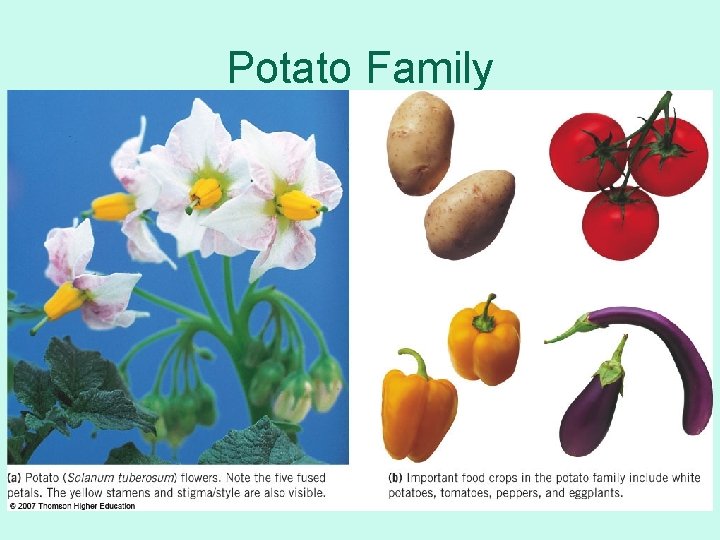 Potato Family 