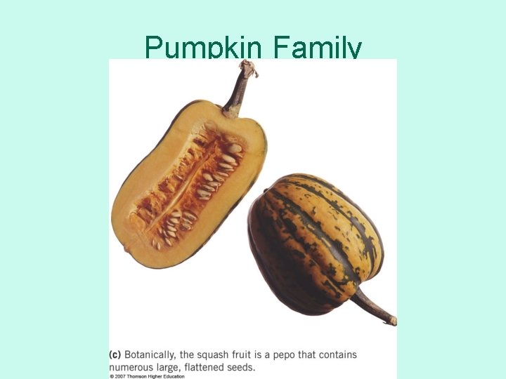 Pumpkin Family 