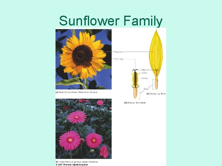 Sunflower Family 