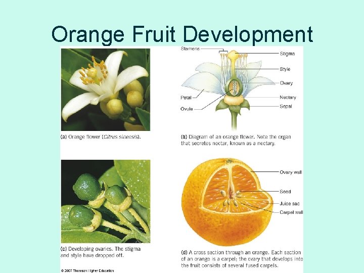 Orange Fruit Development 