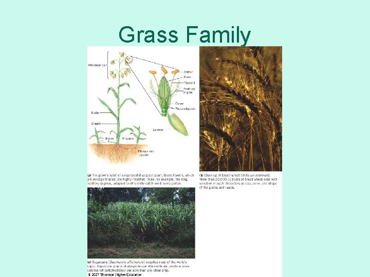 Grass Family 