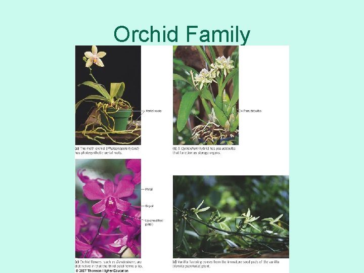 Orchid Family 