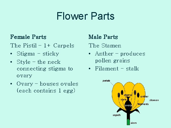 Flower Parts Female Parts Male Parts The Pistil – 1+ Carpels • Stigma -