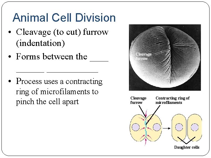 Animal Cell Division • Cleavage (to cut) furrow (indentation) • Forms between the ______