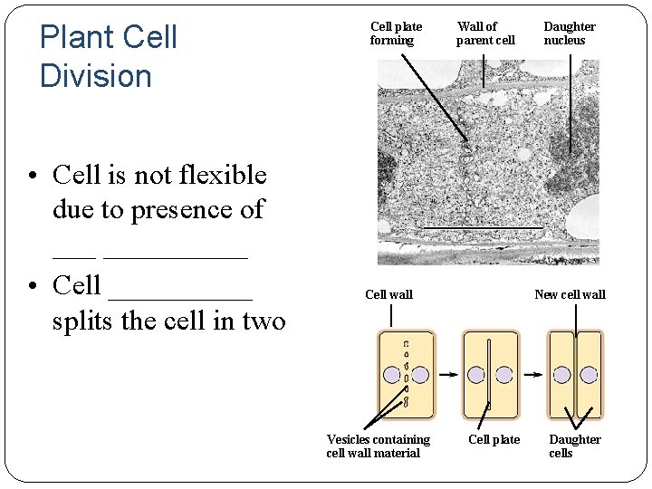 Plant Cell Division • Cell is not flexible due to presence of __________ •