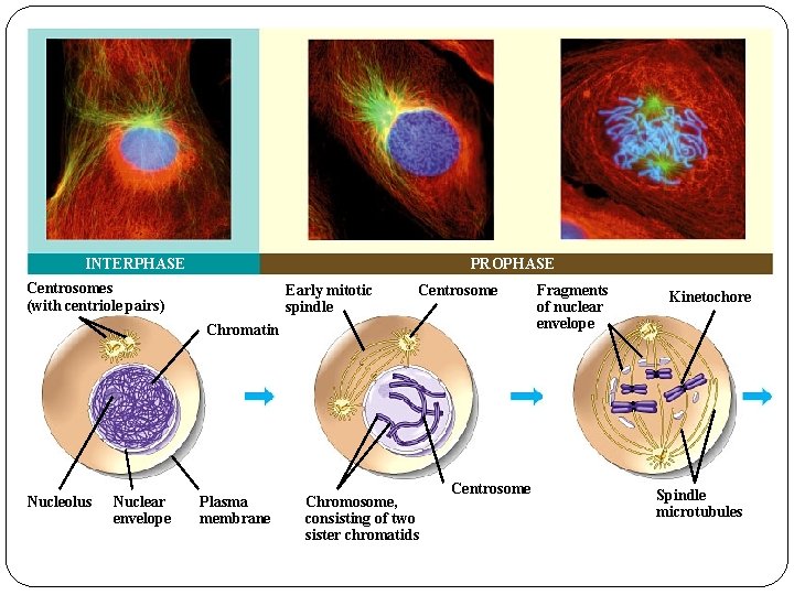 INTERPHASE PROPHASE Centrosomes (with centriole pairs) Early mitotic spindle Centrosome Chromatin Nucleolus Nuclear envelope