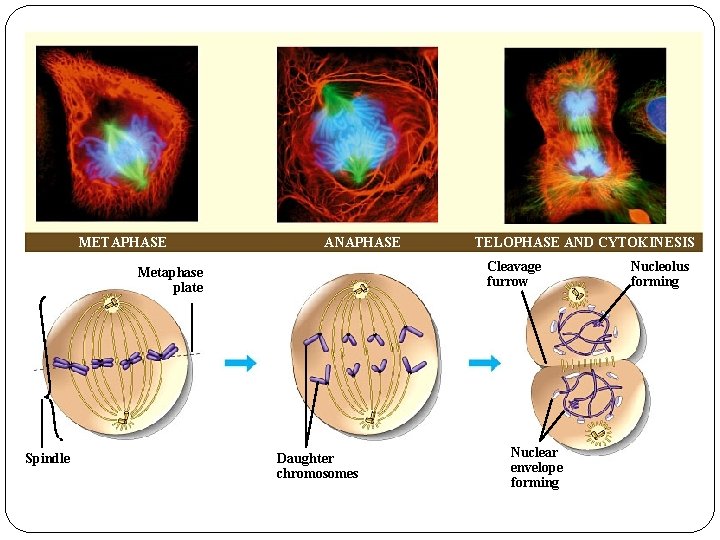 METAPHASE ANAPHASE Cleavage furrow Metaphase plate Spindle TELOPHASE AND CYTOKINESIS Daughter chromosomes Nuclear envelope