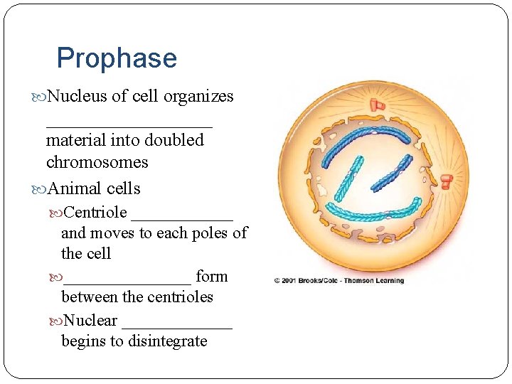 Prophase Nucleus of cell organizes _________ material into doubled chromosomes Animal cells Centriole ______