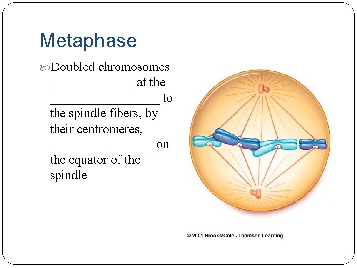 Metaphase Doubled chromosomes _______ at the _________ to the spindle fibers, by their centromeres,