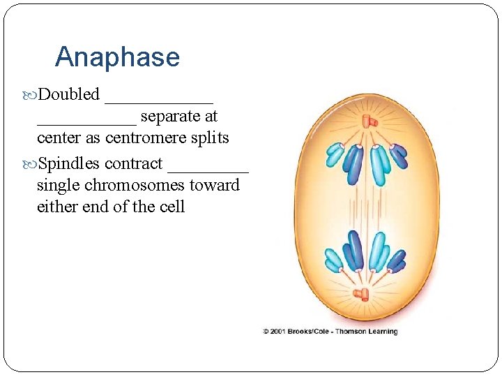 Anaphase Doubled ______ separate at center as centromere splits Spindles contract _____ single chromosomes