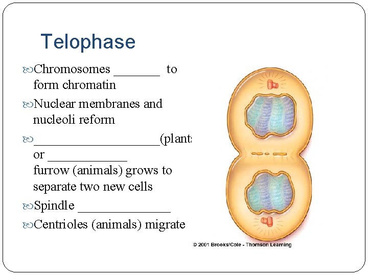 Telophase Chromosomes _______ to form chromatin Nuclear membranes and nucleoli reform __________(plants) or ______
