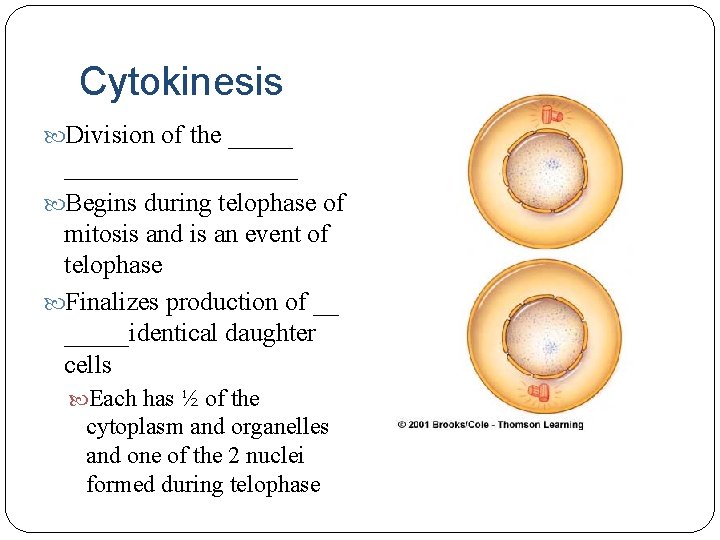 Cytokinesis Division of the ____________ Begins during telophase of mitosis and is an event