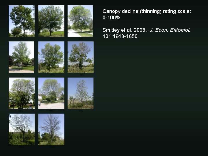 Canopy decline (thinning) rating scale: 0 -100% Smitley et al. 2008. J. Econ. Entomol.