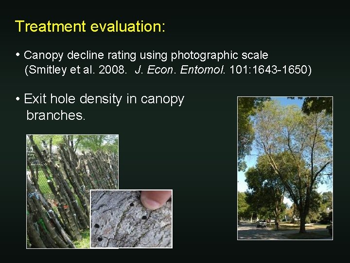 Treatment evaluation: • Canopy decline rating using photographic scale (Smitley et al. 2008. J.
