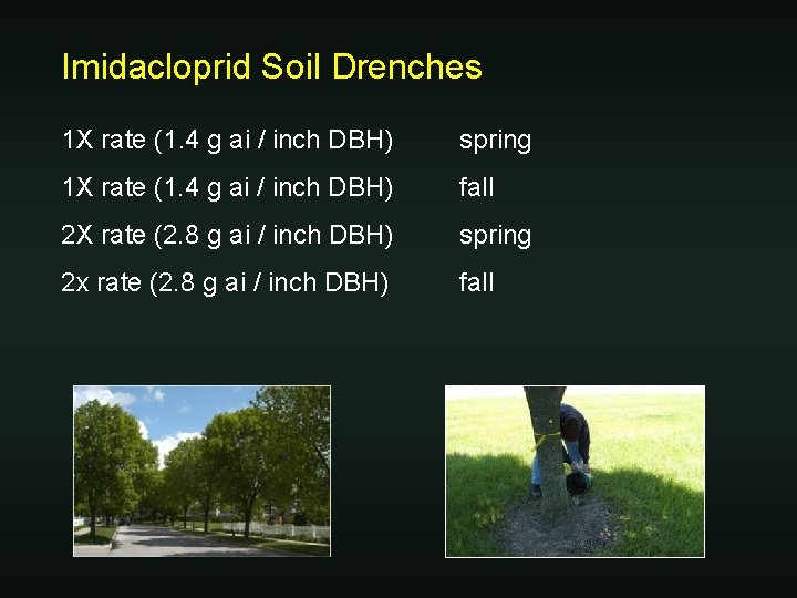 Imidacloprid Soil Drenches 1 X rate (1. 4 g ai / inch DBH) spring