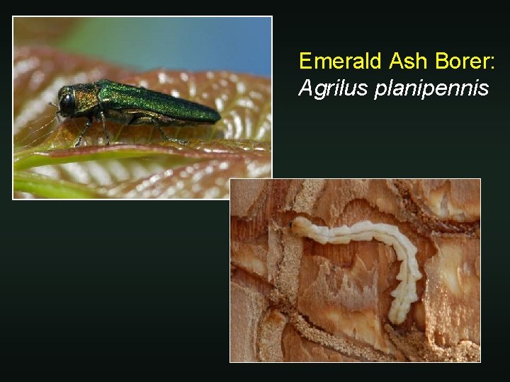 Emerald Ash Borer: Agrilus planipennis 